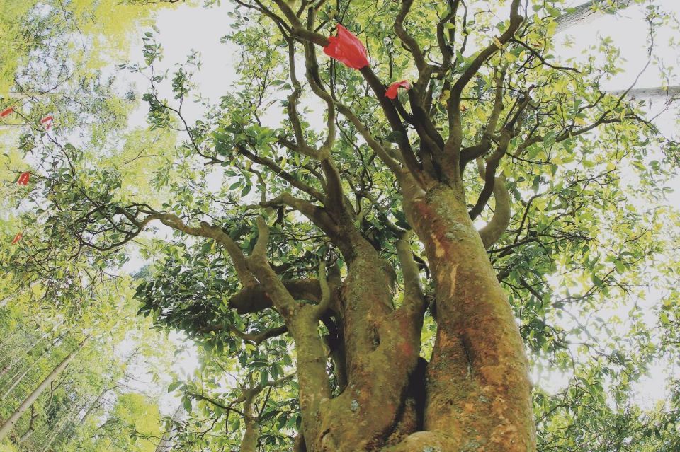 TS, webki, 全国十大魅 TS, webki, 全国十大魅